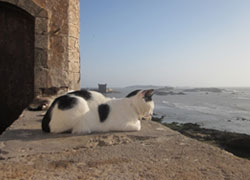 옛 요새 위에서 평화롭게 낮잠 자는 고양이를 봄
